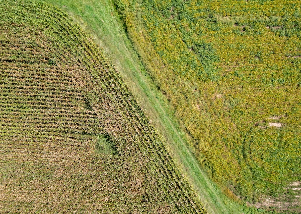 Aerial view of field boundaries
